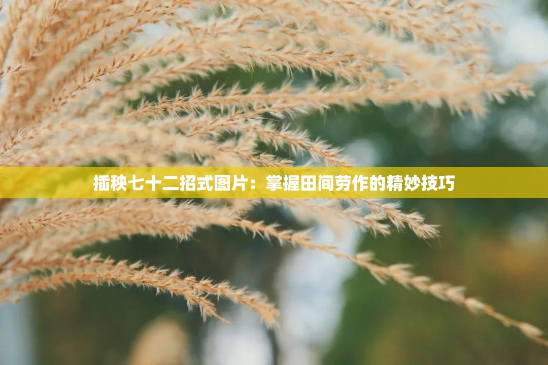 插秧七十二招式图片：掌握田间劳作的精妙技巧